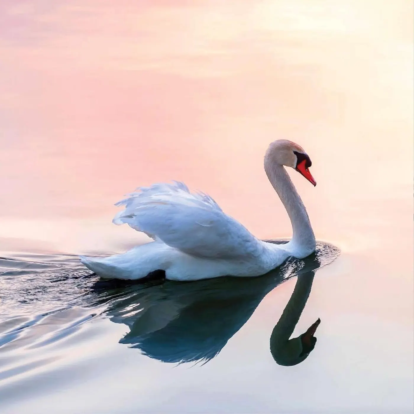 Beauty & Smile, image 2